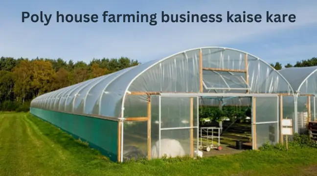 Polyhouse farming business