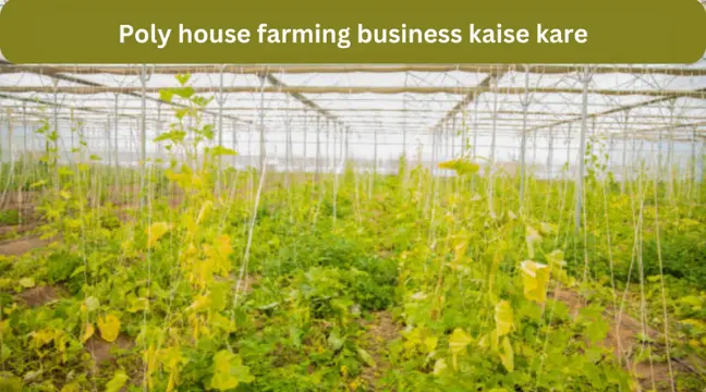 Polyhouse farming business